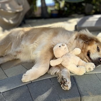 Couture Pet Grooming - 20 hours a day!!! - Pet Groomers Near Me - Lake Elsinore, California Couture Pet Grooming - 20 hours a day!!! - Pet Groomers Near Me - Lake Elsinore, California