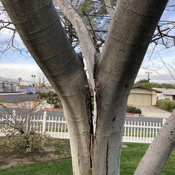 Goodview Tree Service - Front yard tree that split due to some rot and extreme winds. - Tree Services Near Me Goodview Tree Service - Front yard tree that split due to some rot and extreme winds. - Tree Services Near Me