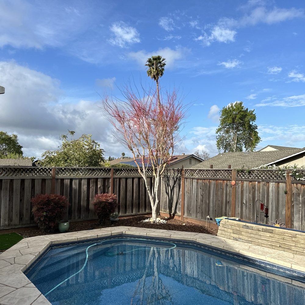 A & Y Expert Tree Service - Maple - before - Tree Services Near Me - San Jose, California A & Y Expert Tree Service - Maple - before - Tree Services Near Me - San Jose, California