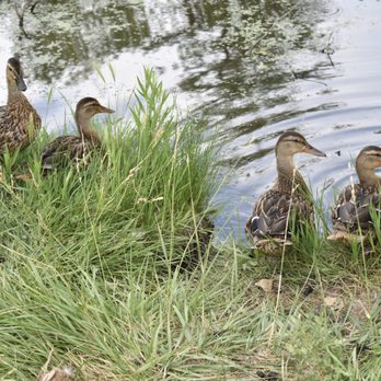 Belmar Park - Parks Near Me - Lakewood, Colorado