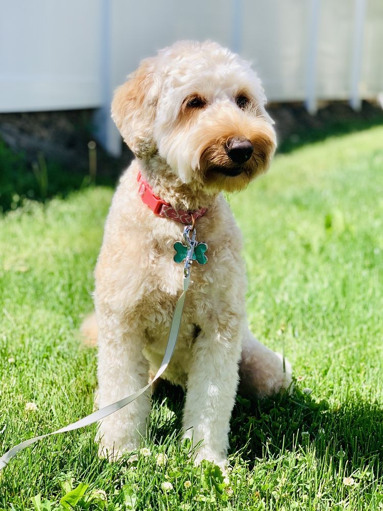 PET SPA DOG AND CAT GROOMING Updated October 2024 39 Photos & 23