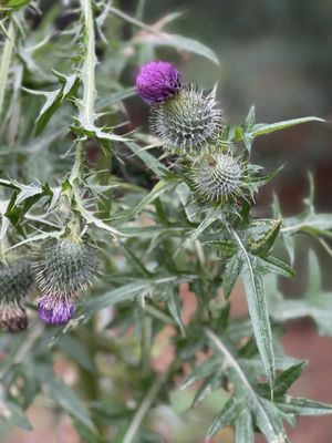 Royal Botanic Garden Edinburgh by null