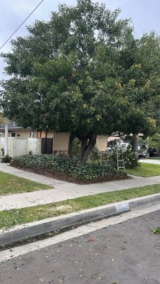 Tree Trimming - Tree Trimming Tree Trimming - Tree Trimming