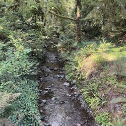 July Creek Picnic Area Trailhead - Along the short loop