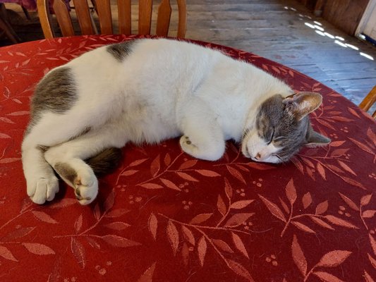 Saginaw Vineyard by null