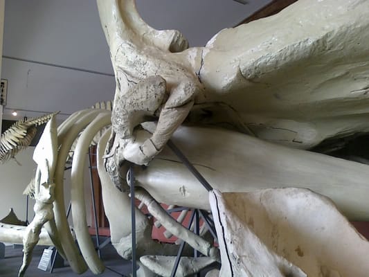 South Australian Museum by null