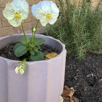 EZ Green - White pansies in a pot with rosemary in background - Lawn Services Near Me