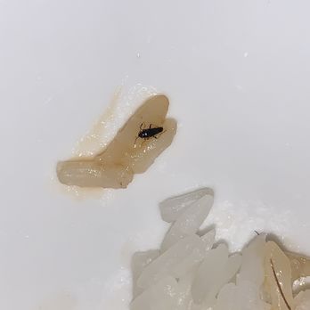 P.F. Chang's - I usually eat from this P.F. Chang's all the time, but I cannot believe my eyes today. As I was eating my sesame chicken I saw a baby roach! - Chinese Near Me - Orlando, Florida