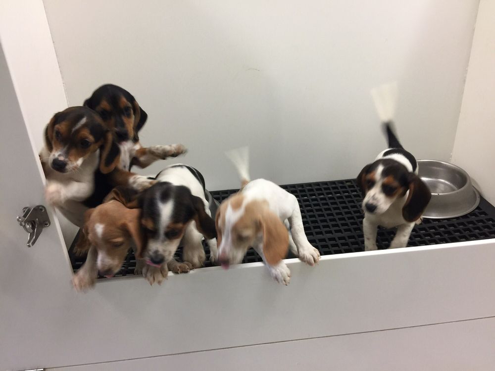 PUPPIES UNLIMITED Updated August 2024 5200 Cleveland Rd, Wooster
