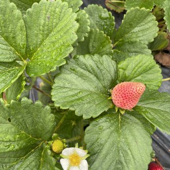 Kenny's Strawberry Farm - Fruits & Veggies Near Me - Fallbrook, California