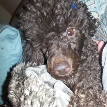 Metropolitan Veterinary Center - A happy patient. We can sleep better with the amazing hours they offer. - Veterinarians Near Me - Chicago, Illinois Metropolitan Veterinary Center - A happy patient. We can sleep better with the amazing hours they offer. - Veterinarians Near Me - Chicago, Illinois