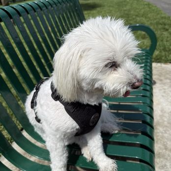 Waterways Dog Park - My less social pup... working on it. - Dog Parks Near Me - Aventura, Florida