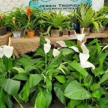 Jeren Tropicals - Nurseries & Gardening Near Me - Davie, Florida