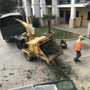Photo of Sosa Tree Services