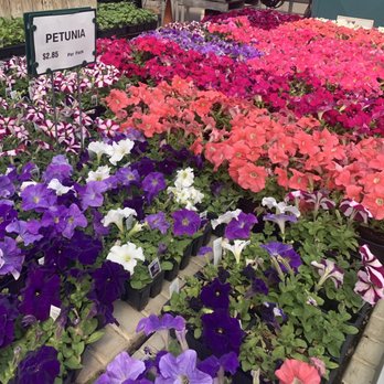 Vaiuso Farms - Nurseries & Gardening Near Me - Branford, Connecticut Vaiuso Farms - Nurseries & Gardening Near Me - Branford, Connecticut