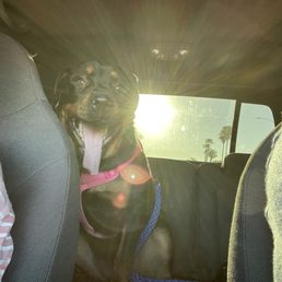 Heading to PetSmart Groomers Heading to PetSmart Groomers