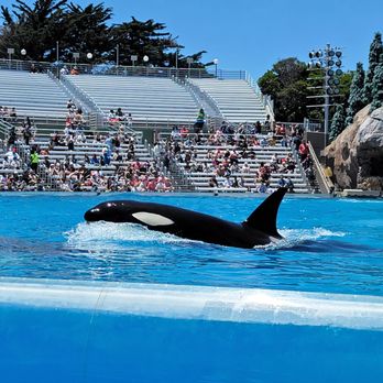Orca Encounter - Amusement Parks Near Me - San Diego, California