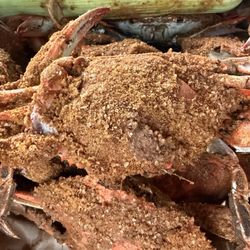 Jac's Crabs - Light crabs