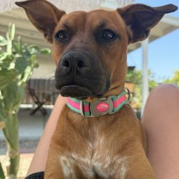Cute summer collar for our baby girl great price and lasts a long time! Cute summer collar for our baby girl great price and lasts a long time!