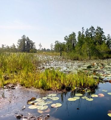 Okefenokee National Wildlife Refuge by null