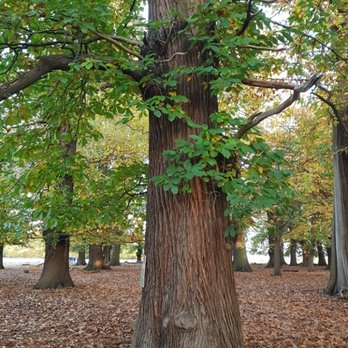 Richmond Park - Parks Near Me - Richmond, XGL Richmond Park - Parks Near Me - Richmond, XGL