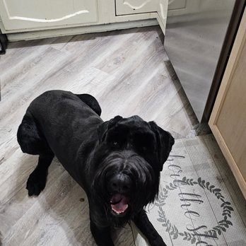 Wag One Pet Styling - Pet Groomers Near Me - Katy, Texas Wag One Pet Styling - Pet Groomers Near Me - Katy, Texas