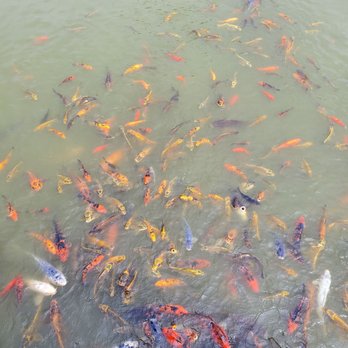 Berlin Resort - Fish just waiting to be fed - Hotels Near Me - Millersburg, Ohio