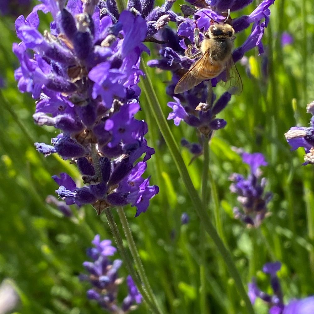 B & B Family Farm - Pollination - Walking Tours Near Me - Sequim, Washington B & B Family Farm - Pollination - Walking Tours Near Me - Sequim, Washington