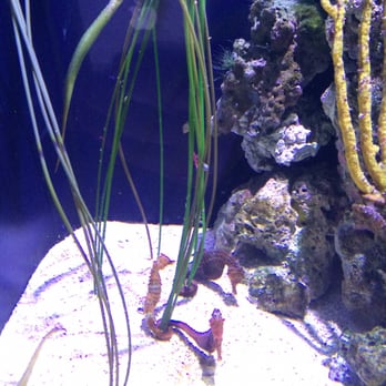 Seattle Aquarium - Seahorse tank - Aquariums Near Me - Seattle, Washington Seattle Aquarium - Seahorse tank - Aquariums Near Me - Seattle, Washington