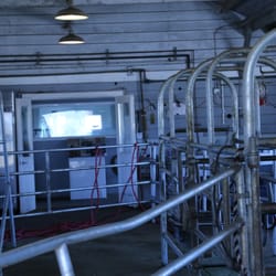Ramini Mozzarella - Where the buffalo are milked