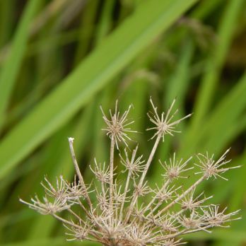 King Sisters Preserve - Tiny spikes! - Parks Near Me - Friday Harbor, Washington King Sisters Preserve - Tiny spikes! - Parks Near Me - Friday Harbor, Washington
