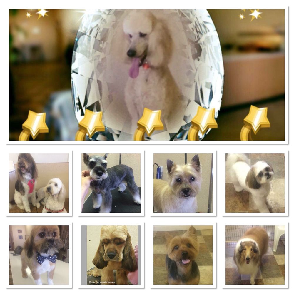 SUGARS GROOMING 142 Photos & 15 Reviews Pet Groomers 1512 Jill