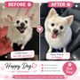 Happy Dog Pet Grooming