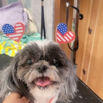 Dashing Groomer - Pet Groomers Near Me - Apache Junction, Arizona