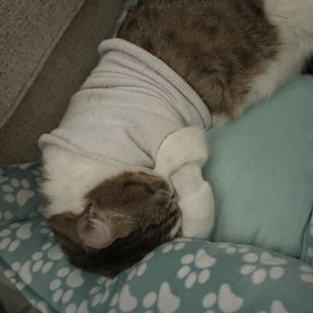 BluePearl - Town Center - Veterinarians Near Me - Virginia Beach, Virginia
