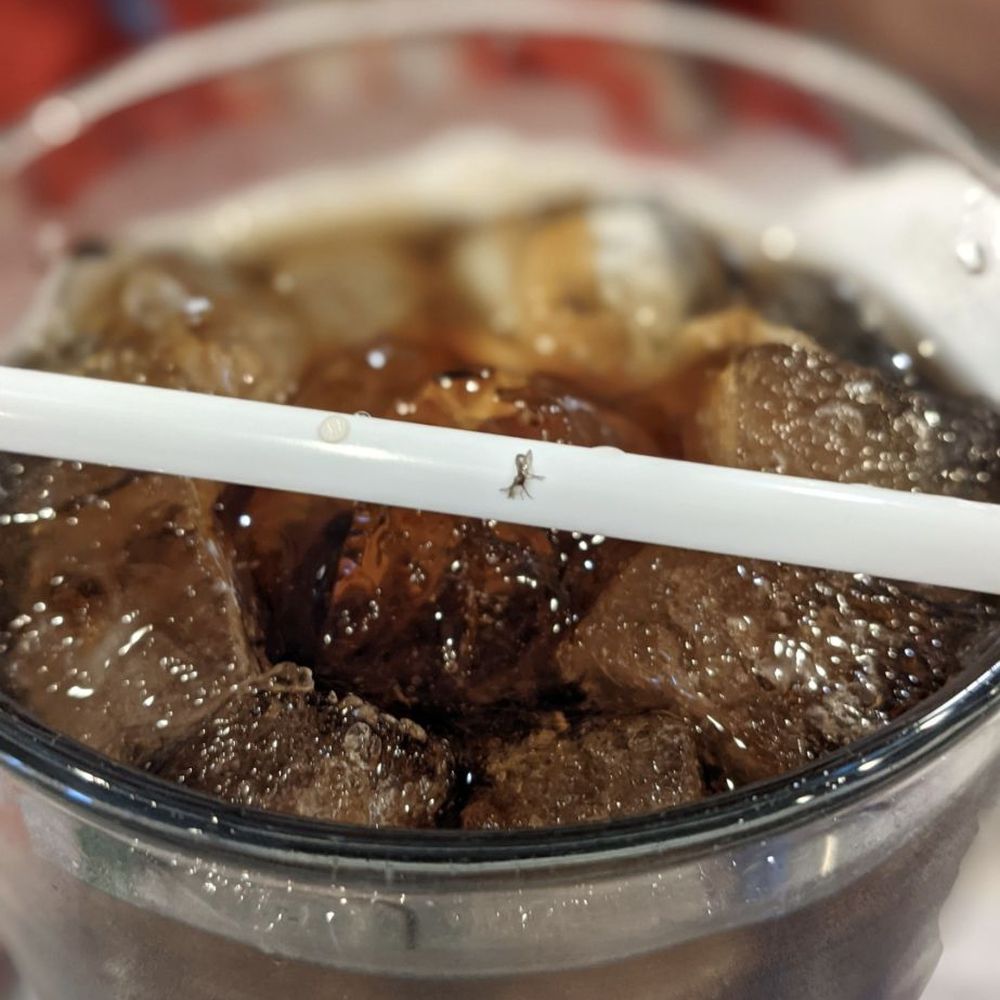 MT Noodles - Bug in my Pepsi - Vietnamese Near Me - Brooklyn Park, Minnesota MT Noodles - Bug in my Pepsi - Vietnamese Near Me - Brooklyn Park, Minnesota