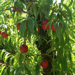 Slightly sour peaches Slightly sour peaches