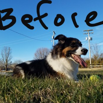 Bow Wow Boutique - Pet Stores Near Me - Joplin, Missouri