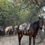 Photo of Steve Barlow Farrier service