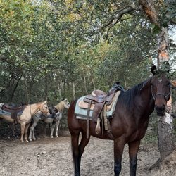Steve Barlow Farrier service - Horse Trail rides