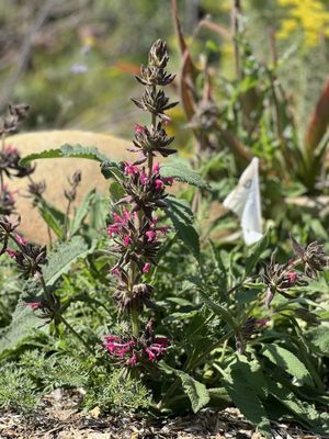 San Diego Botanic Garden by null