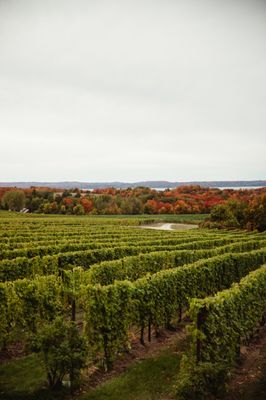 Chateau Grand Traverse by null