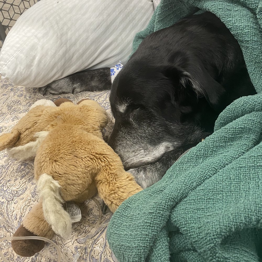 VEG ER for Pets - Emergency Pet Hospital Near Me - Encinitas, California