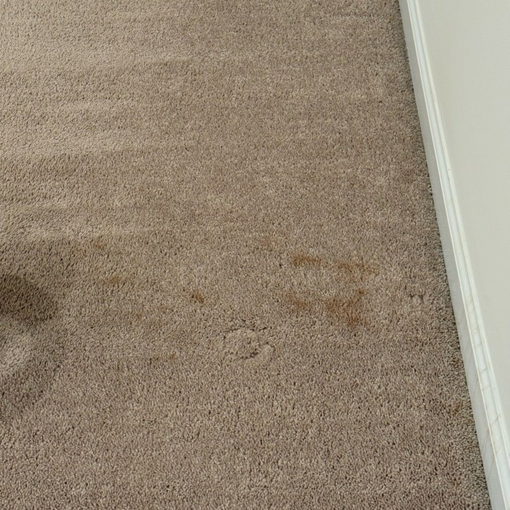 Capital Carpet and Services - Carpet Cleaning Near Me - Williamsburg, Virginia Capital Carpet and Services - Carpet Cleaning Near Me - Williamsburg, Virginia