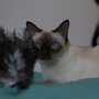 Photo of purrmania