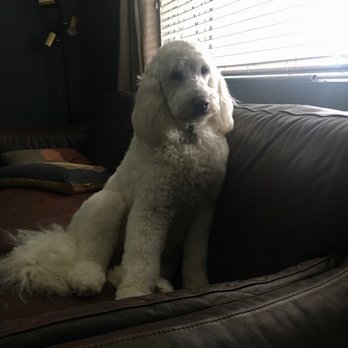Gold'n Groom - Pet Groomers Near Me - Hemet, California