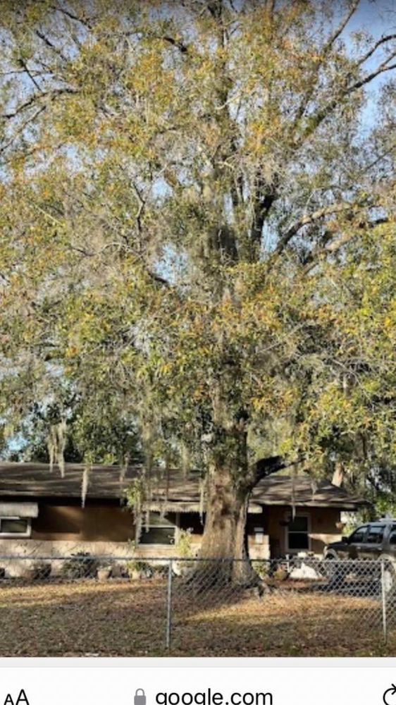 McGuire Tree Service and Land Clearing llc - tree service in Spring Hill, FL