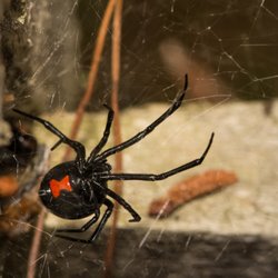 Day & Night Pest Control