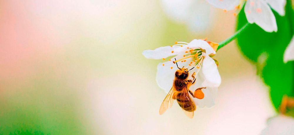 Queen of America Honey - beekeeping in Belleview, FL
