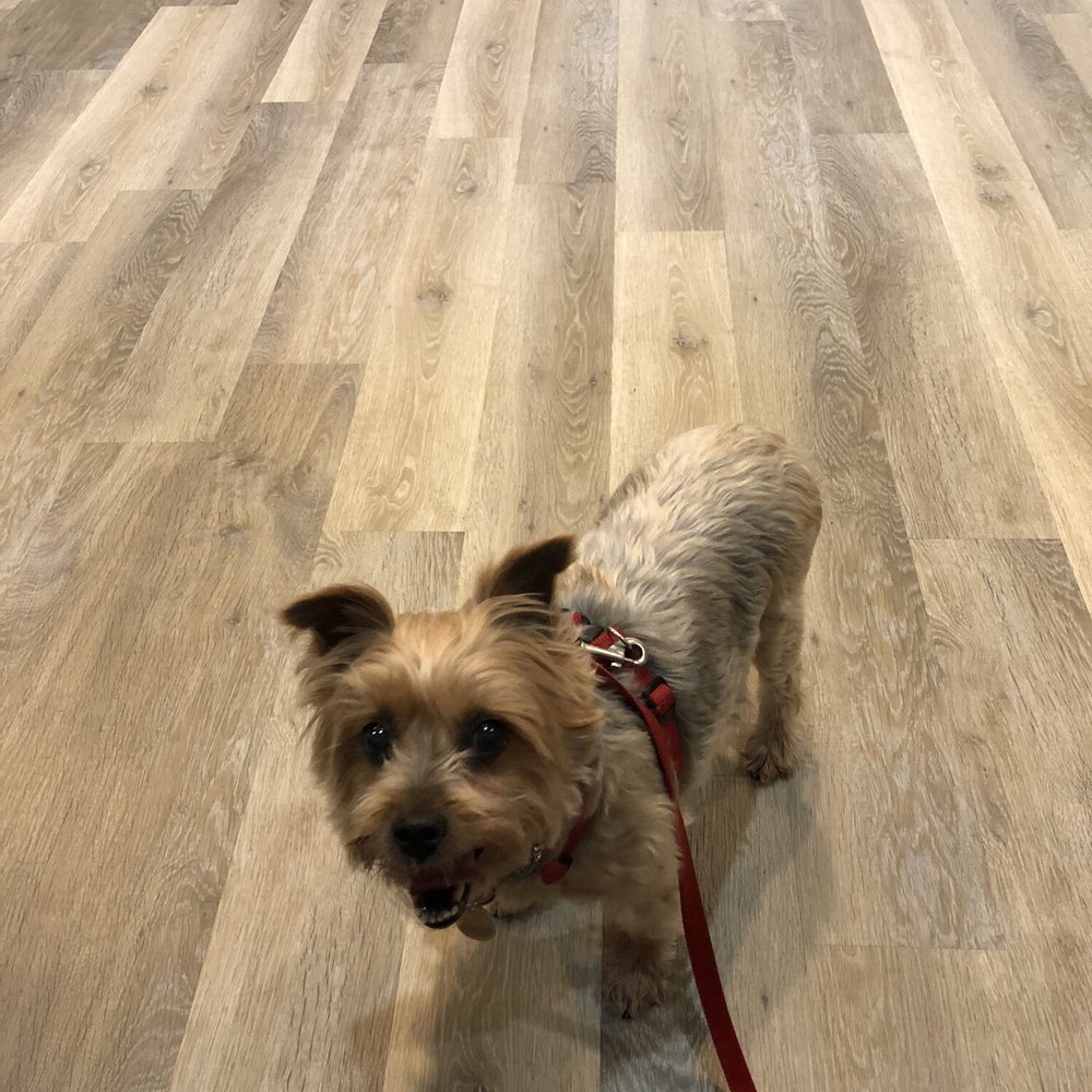 ALL CREATURES VETERINARY CLINIC - This is my Yorkie Chloe ready to be seen by Dr. Dan - Veterinarians Near Me - Siloam Springs, Arkansas ALL CREATURES VETERINARY CLINIC - This is my Yorkie Chloe ready to be seen by Dr. Dan - Veterinarians Near Me - Siloam Springs, Arkansas